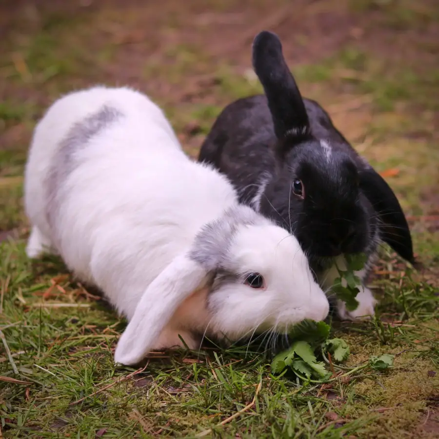 Fish and Chips - rabbits