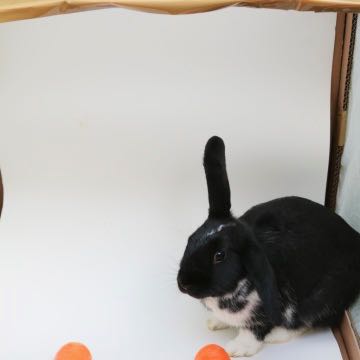 Chips, rabbit, on roll of paper