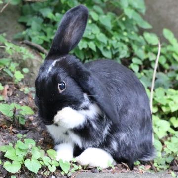 Chips, rabbit