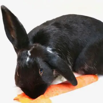 Chips, a rabbit