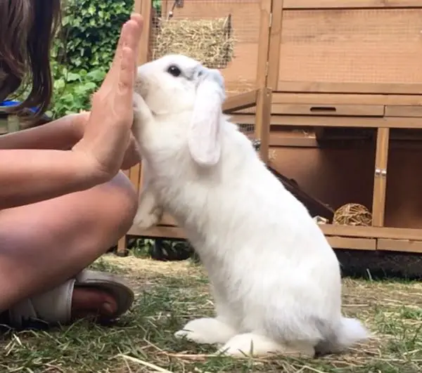 Rabbit giving a high five