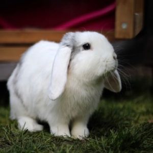 Fish - mini lop rabbit