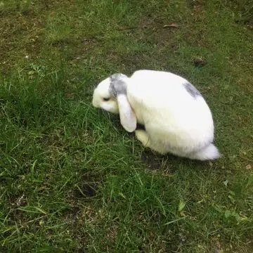 Fish, our rabbit, taken from above.