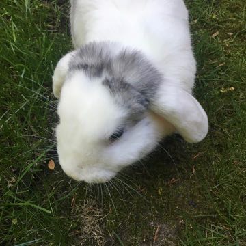 Fish, a rabbit, from close up from above