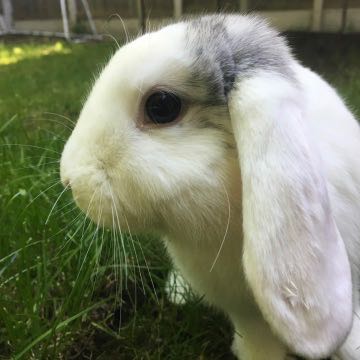 Close up of Fish, a rabbit