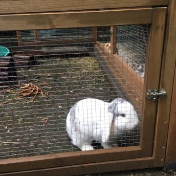 the manor 6ft rabbit hutch