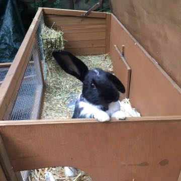 the manor 6ft rabbit hutch