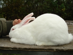 American White Rabbit