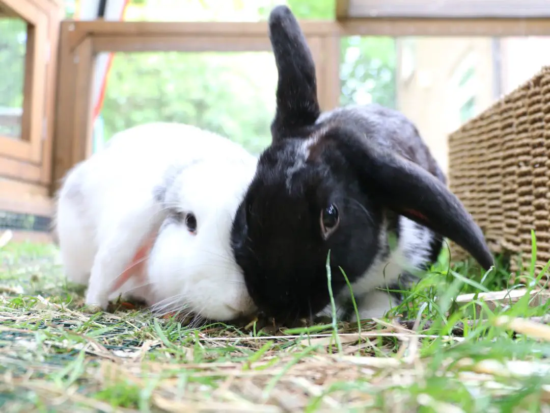 What to expect when your rabbit is spayed