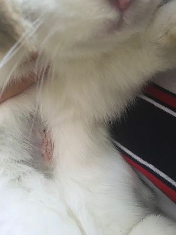 Scar from spaying operation