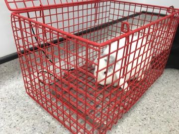 Rabbit being weighed