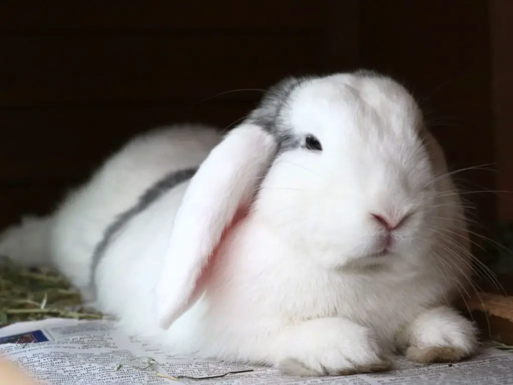 When and how rabbits sleep indepth guide New Rabbit Owner