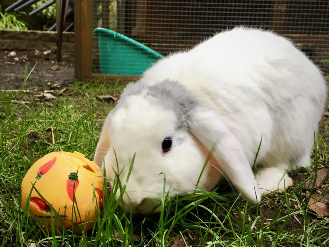 Rabbit and activity ball