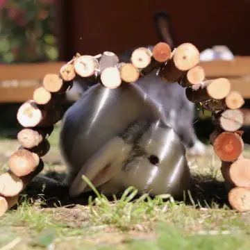 Rabbit under wooden playsticks