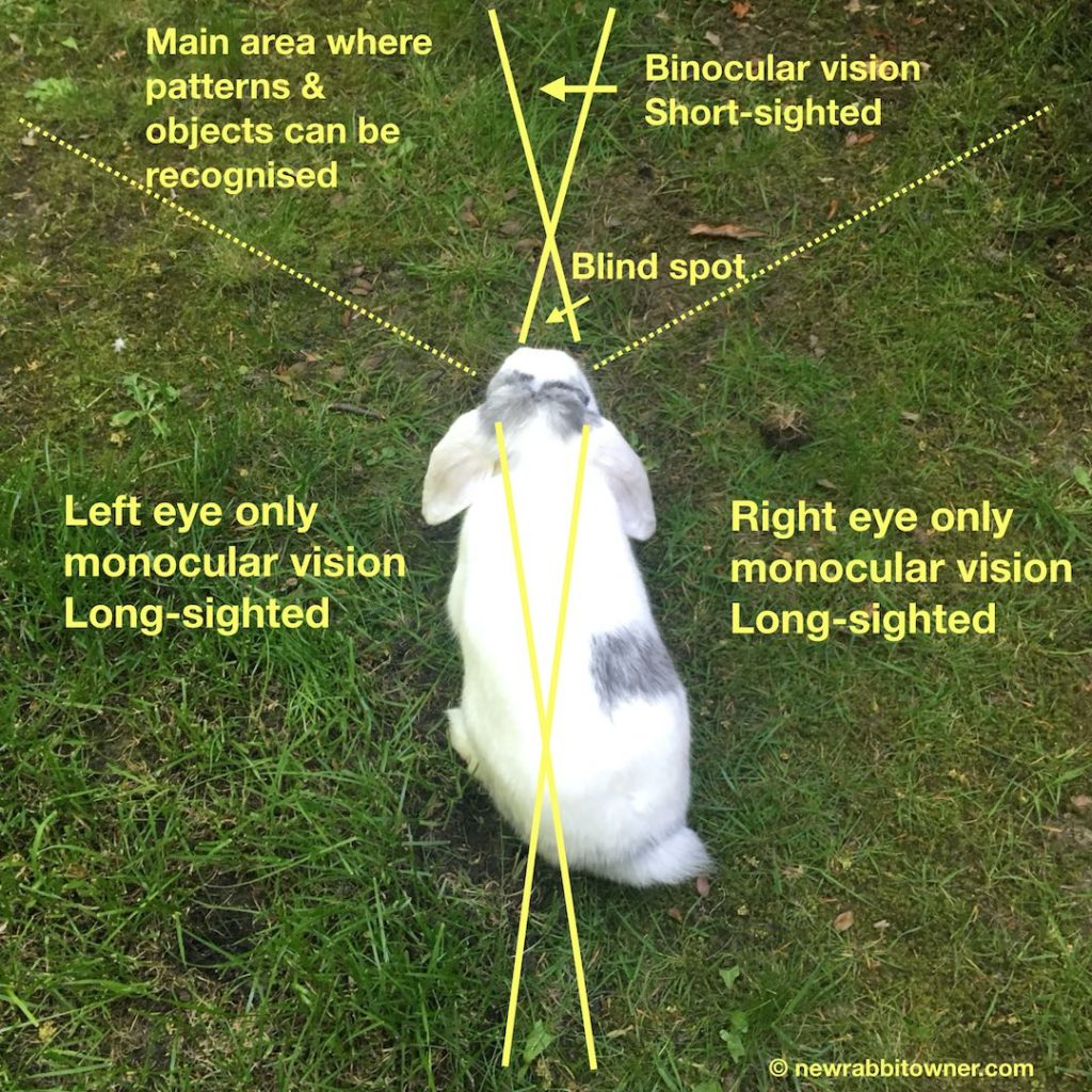 Diagram showing how rabbits see in different areas around them.