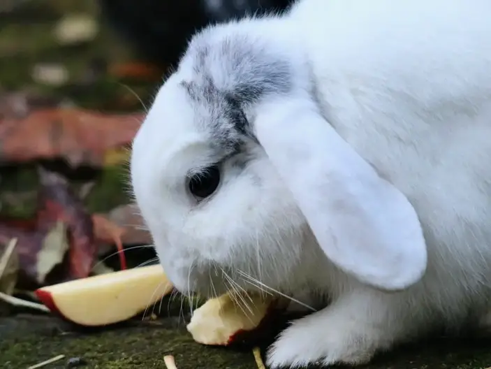 rabbit eating apple