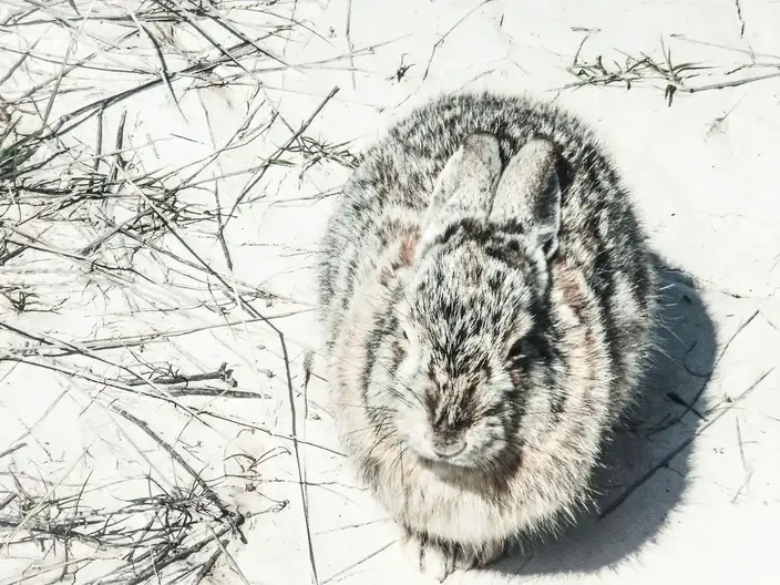 Do Rabbits Get Cold At Night How Cold Is Too Cold New Rabbit Owner