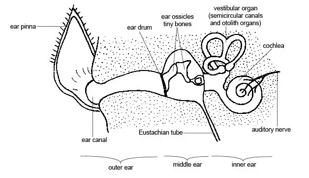 Diagram of ear structure