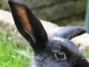 How rabbits hear the world: in-depth guide - New Rabbit Owner