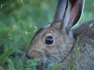 Close up of rabbit