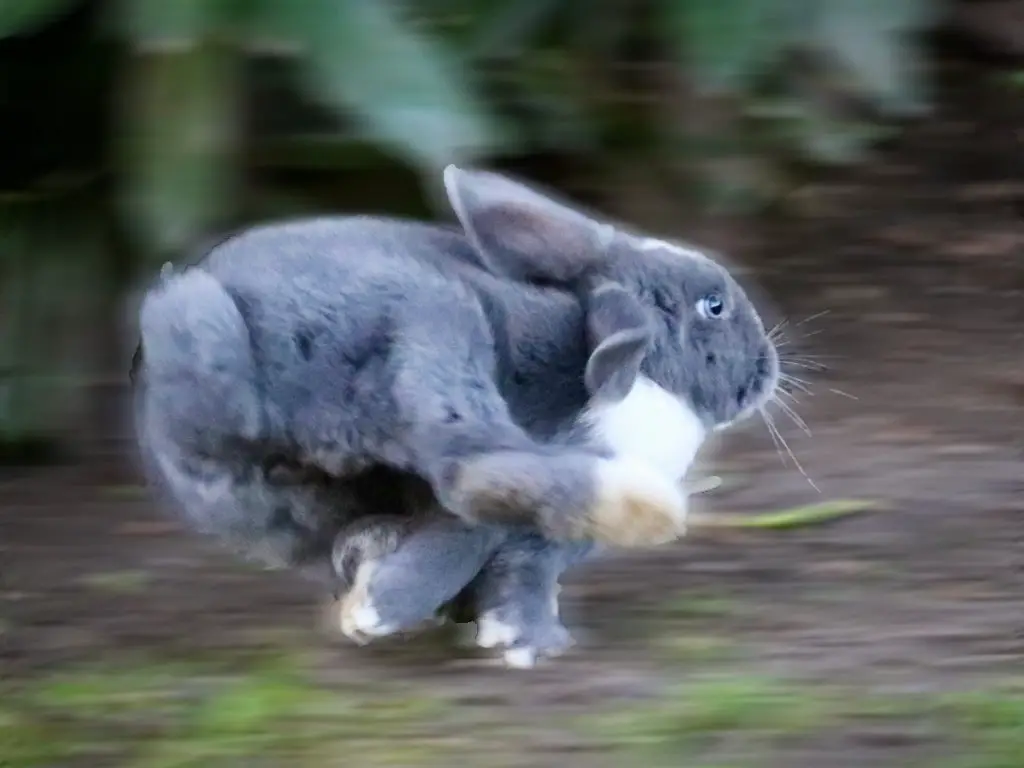 How fast can rabbits run? - New Rabbit Owner