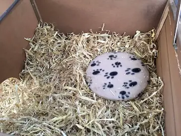 Snugglesafe heatpad in the hutch.