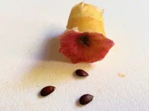 apple core and seeds (also known as pips)
