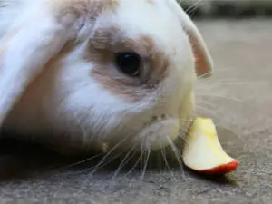 Rabbit eating slice of apple