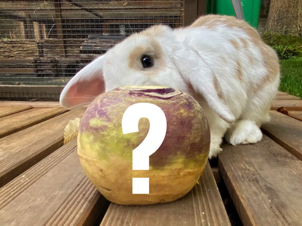 Do Rabbits Like Rutabaga preview