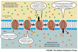 What vitamins and minerals do rabbits need? (complete guide) - New ...