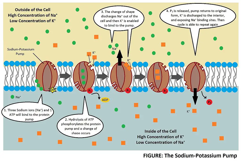 Sodium potassium pump