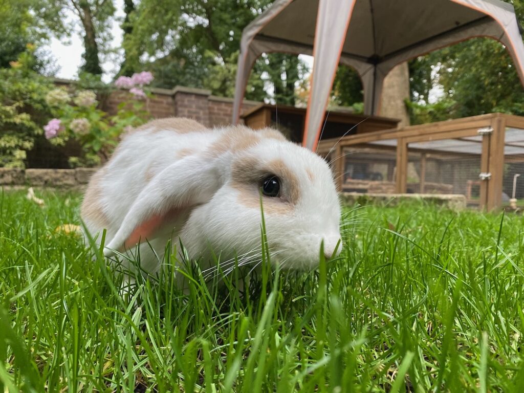 Rabbit outside