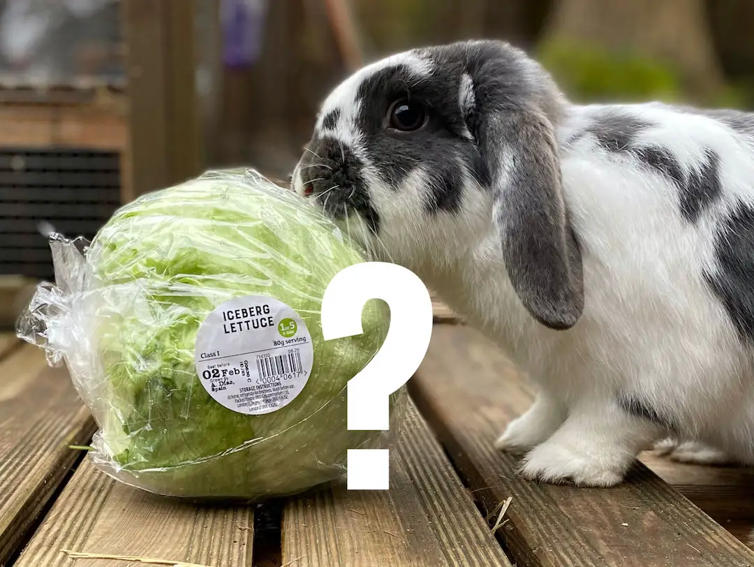 Can rabbits eat iceberg lettuce?