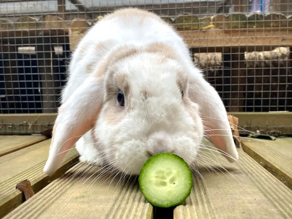 Can Bunnies Eat The Skin Of A Cucumber?