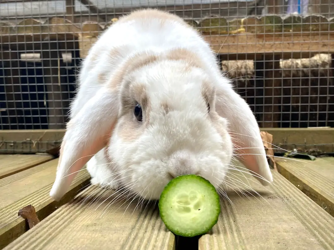 Rabbit eyeing up cucumber