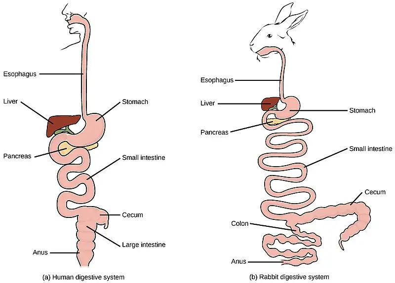 Digestive system of humans and rabbits