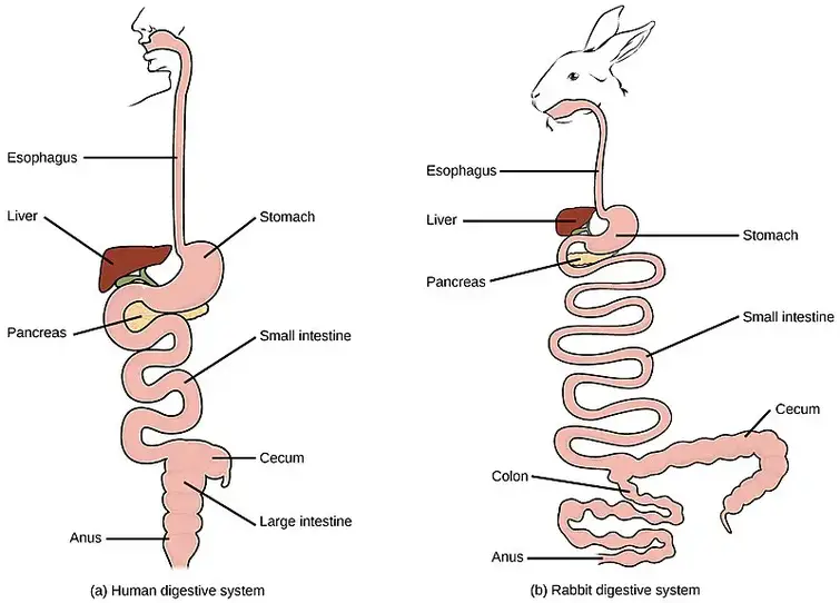 Digestive system of humans and rabbits