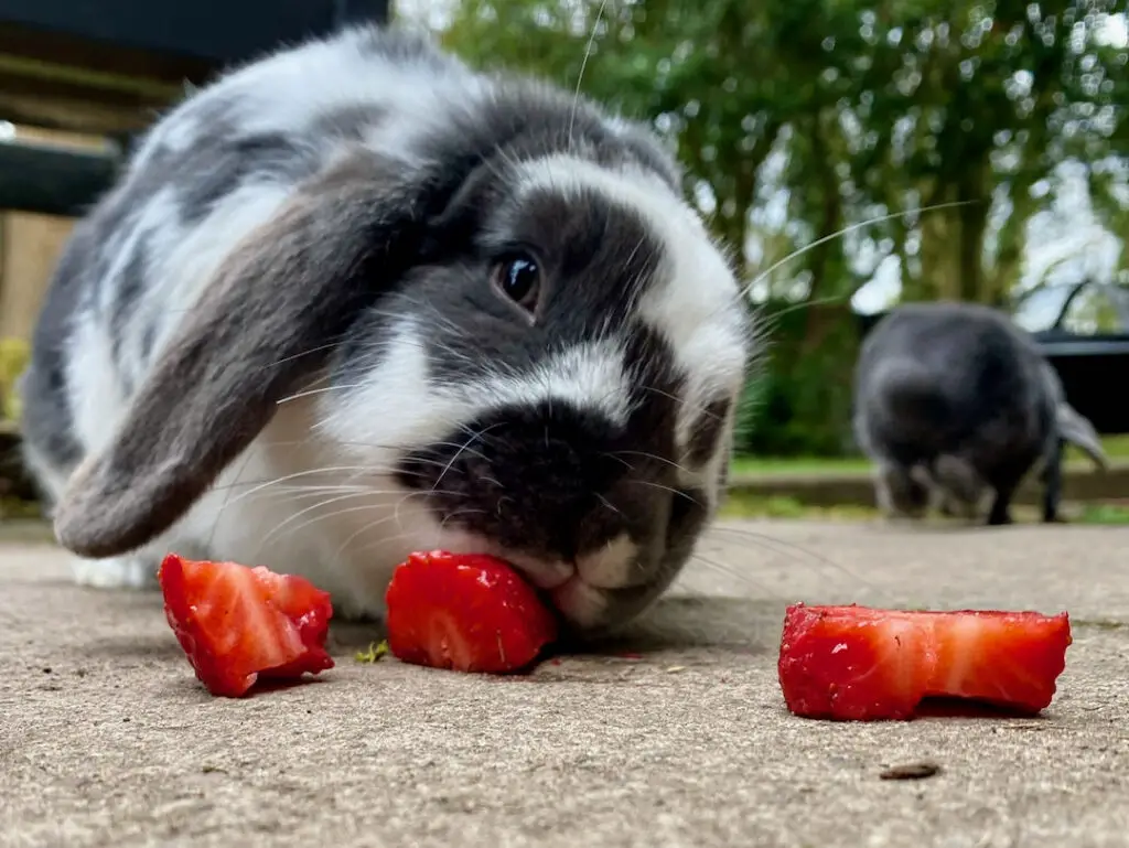 Rabbit eating a strawberry