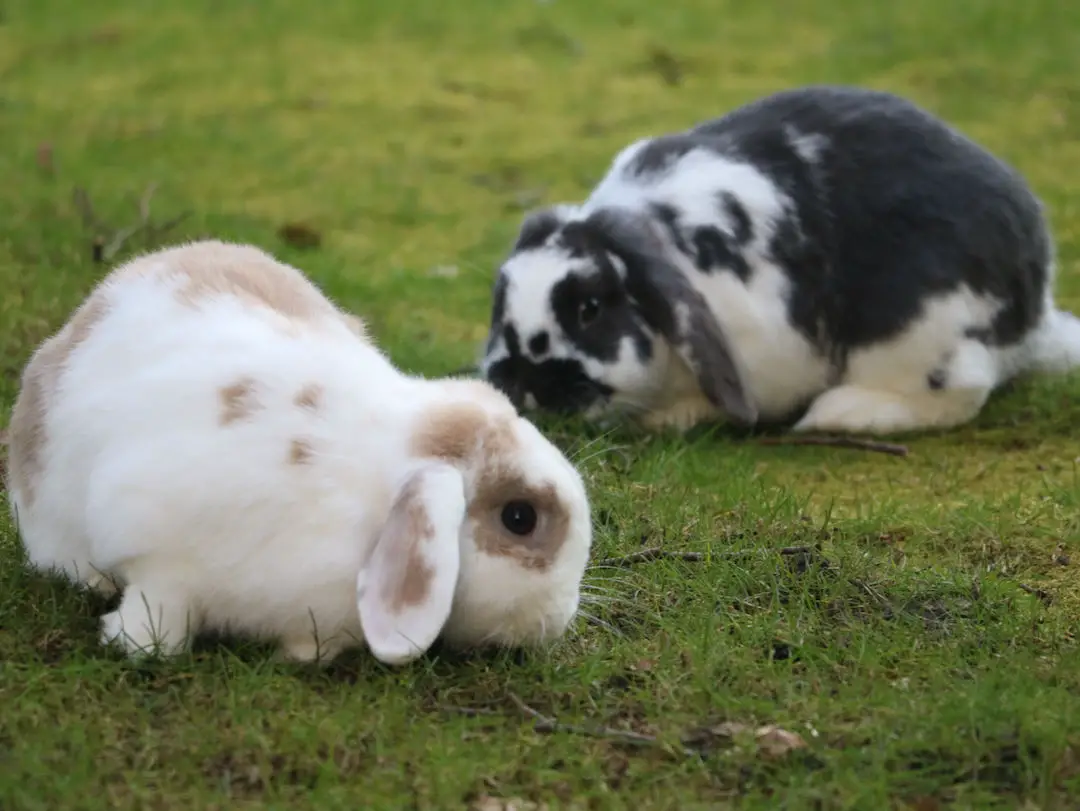 Rabbits eating grass