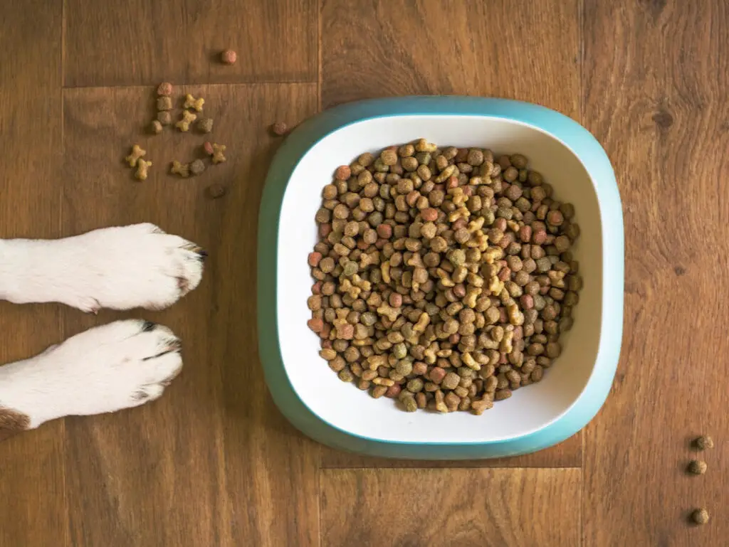 Can rabbits eat dog food? Indepth guide