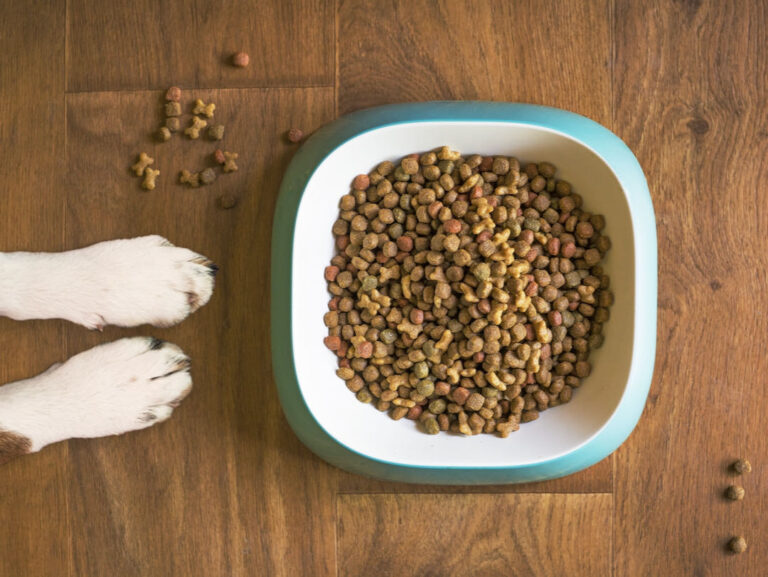 can-rabbits-eat-dog-food-in-depth-guide