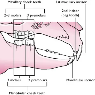 Rabbit teeth diagram