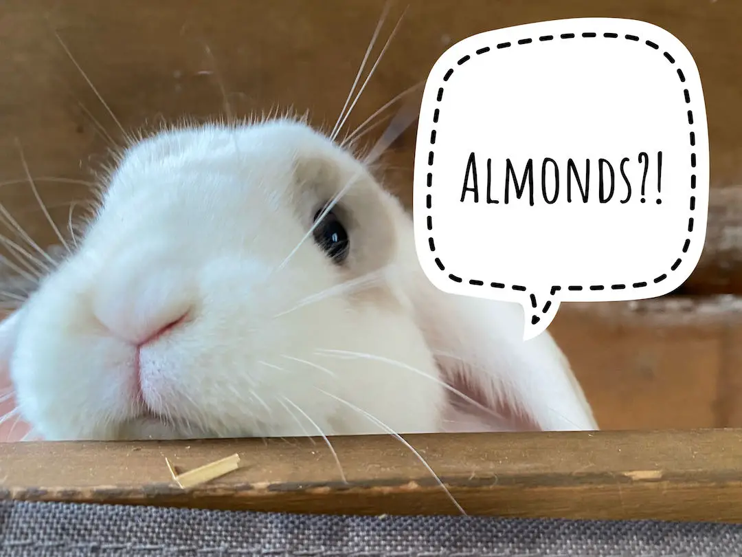 Rabbit wondering about almonds