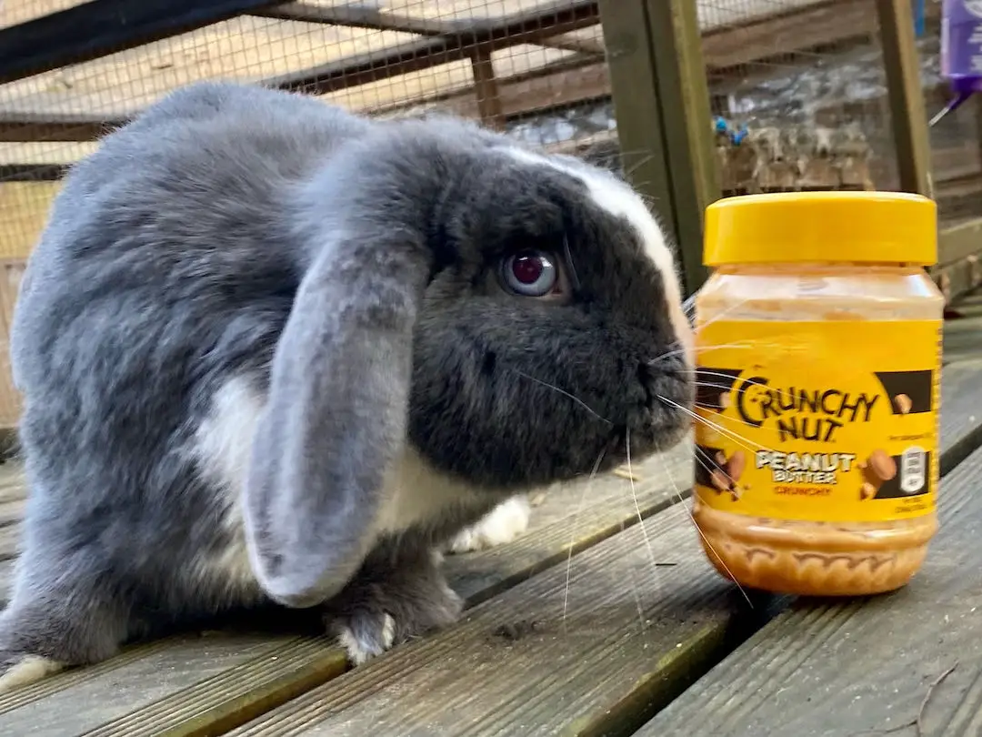 Rabbit and peanut butter