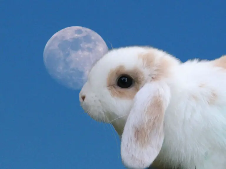 Are rabbits nocturnal? - it's complicated...