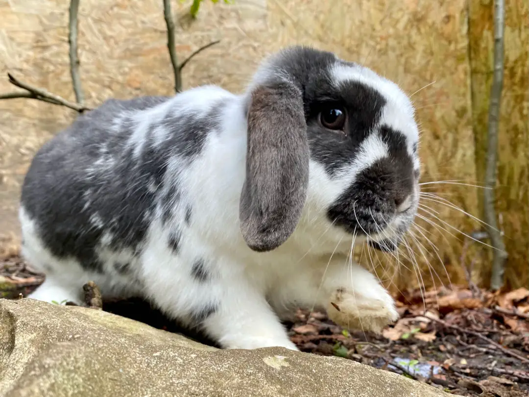 Pet rabbit industry statistics (UK)