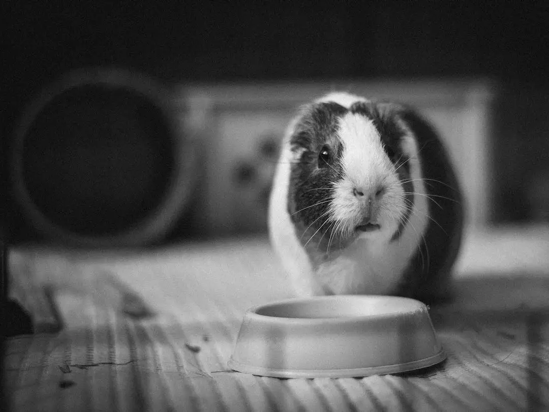 Can rabbits eat guinea pig food?