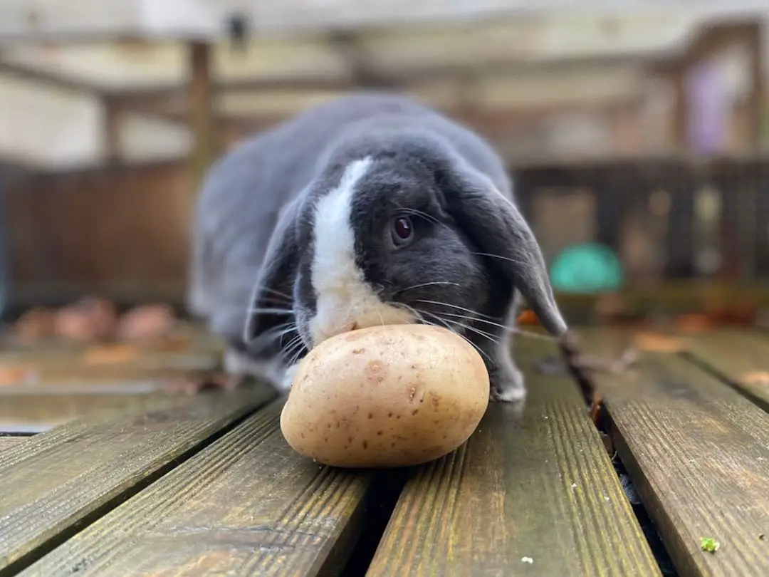 Can rabbits eat potatoes?